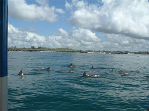 delfini che seguono la barca durante il diving
