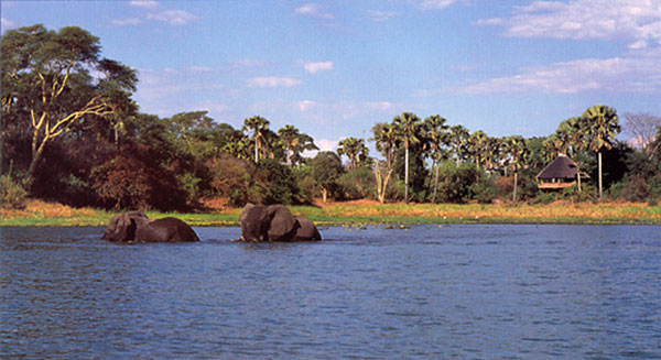 elefanti che guadano il fiume presente nel parco