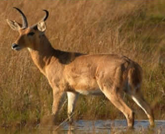 un'antilope nella riserva