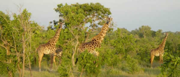 giraffe che vivono nella riserva