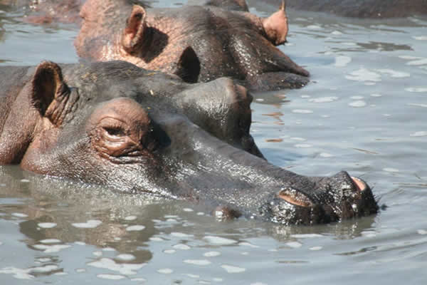 ippopotami che vivono nella zona