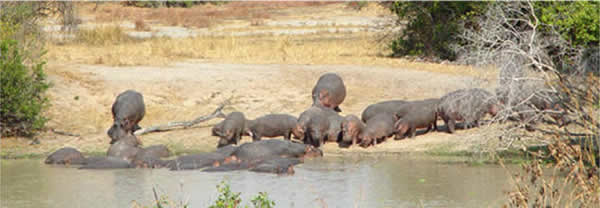 ippopotami che si rinfrescano in una palude
